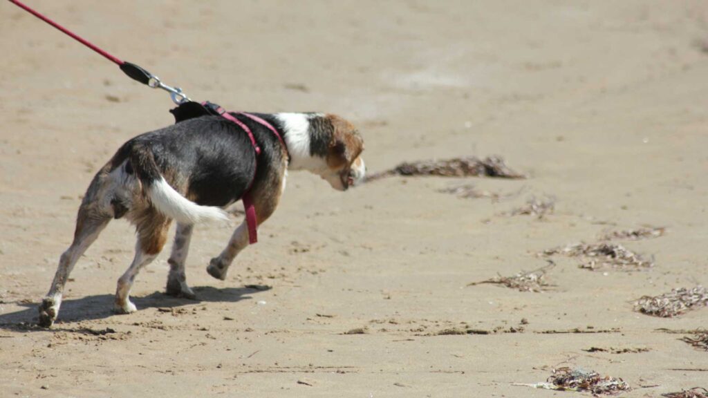 Un cane al guinzaglio cammina sulla sabbia di una spiaggia.